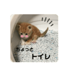 Mokittyファミリー：moki：（個別スタンプ：4）