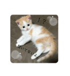 Mokittyファミリー：moki：（個別スタンプ：5）