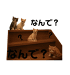 Mokittyファミリー：moki：（個別スタンプ：8）