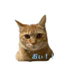 まめきなにゃん（個別スタンプ：2）