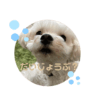 リイシューちゃん5（個別スタンプ：1）