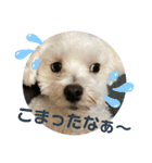 リイシューちゃん5（個別スタンプ：10）