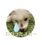 リイシューちゃん5（個別スタンプ：12）