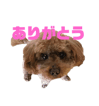 くーますたんぷ♡（個別スタンプ：4）