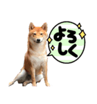 柴犬(∪・ω・)福のスタンプ（個別スタンプ：1）
