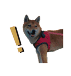 柴犬(∪・ω・)福のスタンプ（個別スタンプ：4）