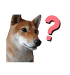 柴犬(∪・ω・)福のスタンプ（個別スタンプ：5）