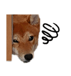 柴犬(∪・ω・)福のスタンプ（個別スタンプ：6）