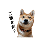 柴犬(∪・ω・)福のスタンプ（個別スタンプ：7）