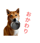 柴犬(∪・ω・)福のスタンプ（個別スタンプ：8）