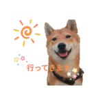 柴犬(∪・ω・)福のスタンプ（個別スタンプ：9）