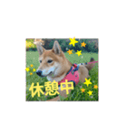 柴犬(∪・ω・)福のスタンプ（個別スタンプ：11）