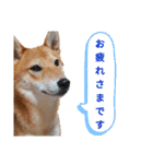 柴犬(∪・ω・)福のスタンプ（個別スタンプ：12）