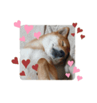 柴犬(∪・ω・)福のスタンプ（個別スタンプ：13）