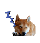柴犬(∪・ω・)福のスタンプ（個別スタンプ：14）