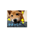 柴犬(∪・ω・)福のスタンプ（個別スタンプ：15）
