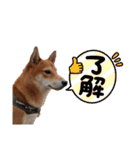 柴犬(∪・ω・)福のスタンプ（個別スタンプ：16）