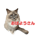 日常会話を使いこなす猫（個別スタンプ：1）