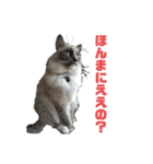 日常会話を使いこなす猫（個別スタンプ：5）