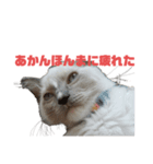 日常会話を使いこなす猫（個別スタンプ：6）