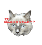 日常会話を使いこなす猫（個別スタンプ：7）