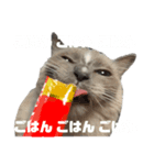 日常会話を使いこなす猫（個別スタンプ：8）
