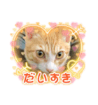 好きだにゃん♡（個別スタンプ：1）
