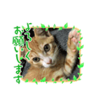 好きだにゃん♡（個別スタンプ：4）