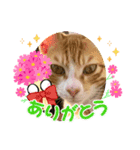 好きだにゃん♡（個別スタンプ：5）