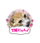 好きだにゃん♡（個別スタンプ：7）