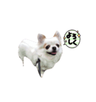 白チワワ ベルの日常（個別スタンプ：5）