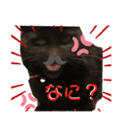 ヌッコさん3（個別スタンプ：3）