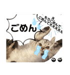 ヌッコさん3（個別スタンプ：14）