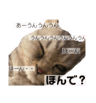 ヌッコさん3（個別スタンプ：24）