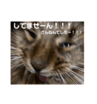 Ruaすたんぷ（個別スタンプ：11）