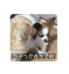 えんぷり（個別スタンプ：3）