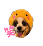 えんぷり（個別スタンプ：7）