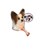 えんぷり（個別スタンプ：16）