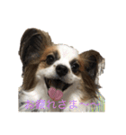 えんぷり（個別スタンプ：17）