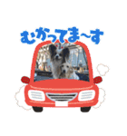 えんぷり（個別スタンプ：19）
