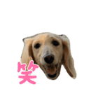 えんぷり（個別スタンプ：21）