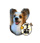 えんぷり（個別スタンプ：25）