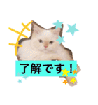 モッピーぶぅちゃんくぅちゃん（個別スタンプ：5）