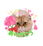モッピーぶぅちゃんくぅちゃん（個別スタンプ：6）