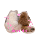 モッピーぶぅちゃんくぅちゃん（個別スタンプ：9）