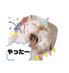 モッピーぶぅちゃんくぅちゃん（個別スタンプ：12）