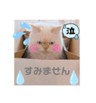 モッピーぶぅちゃんくぅちゃん（個別スタンプ：13）