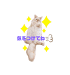 モッピーぶぅちゃんくぅちゃん（個別スタンプ：21）
