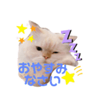 モッピーぶぅちゃんくぅちゃん（個別スタンプ：23）