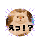 モッピーぶぅちゃんくぅちゃん（個別スタンプ：24）